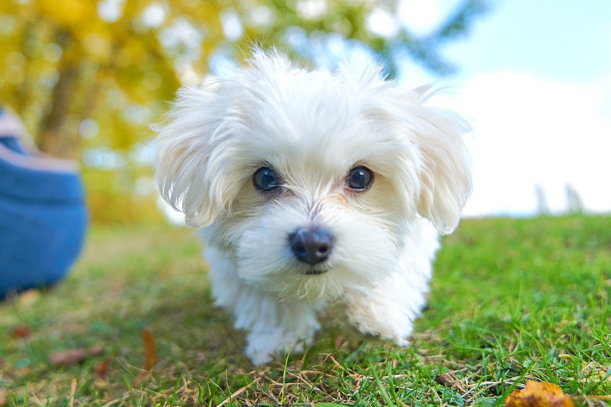 cagnolino bianco